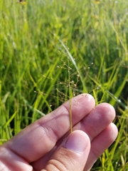 Dichanthelium huachucae