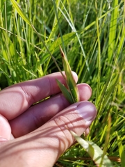 Dichanthelium huachucae