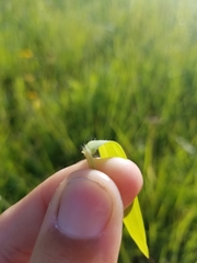 Dichanthelium huachucae