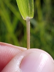 Dichanthelium huachucae