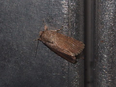 Spodoptera pecten