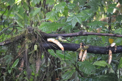 Ramphocelus flammigerus icteronotus