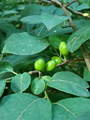 Lindera benzoin