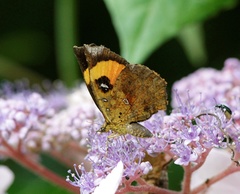 Pterodecta felderi