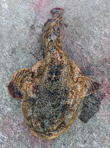 Oyster Toadfish
