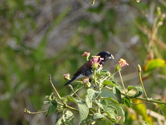 Spermestes bicolor nigriceps