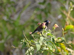 Spermestes bicolor nigriceps
