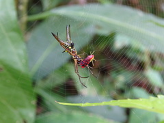 Micrathena brevipes