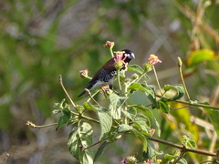 Spermestes bicolor nigriceps