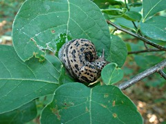 Limax maximus