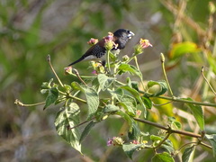 Spermestes bicolor nigriceps