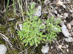 Pseudognaphalium hypoleucum