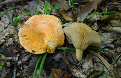 Lactarius croceus