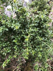 Prinsepia scandens