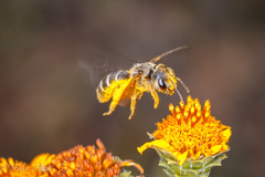Halictus ligatus