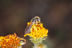 Halictus ligatus