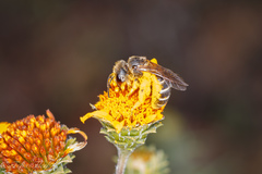 Halictus ligatus