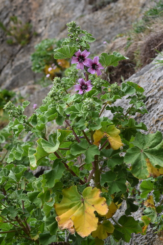 Tree Mallow