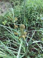 Cyperus ligularis
