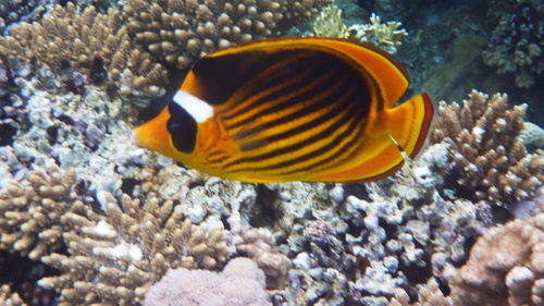 Red Sea Raccoon Butterflyfish — seen at this dive site