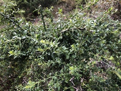 Prinsepia scandens