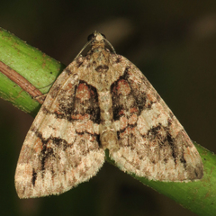 Hydriomena irata