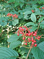 Viburnum