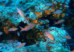 Anthias anthias