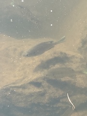 Lepomis cyanellus