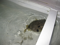 Chilomycterus schoepfii