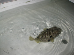 Chilomycterus schoepfii