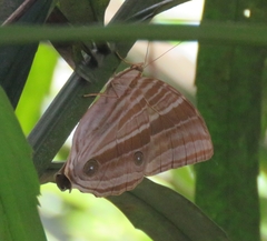 Amathusia