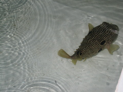 Chilomycterus schoepfii