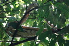 Boiga cynodon
