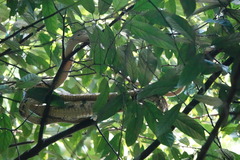 Boiga cynodon