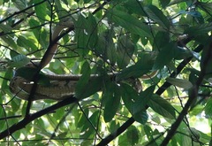 Boiga cynodon