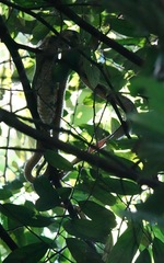 Boiga cynodon