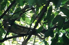 Boiga cynodon