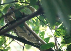 Boiga cynodon