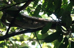 Boiga cynodon