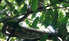 Boiga cynodon