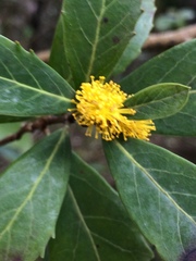 Azara uruguayensis
