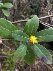Azara uruguayensis