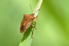 Euschistus ictericus