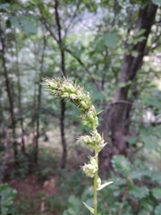 Asyneuma campanuloides