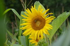 Brachycaudus helichrysi