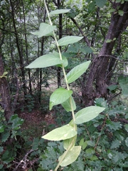 Asyneuma campanuloides