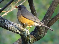 Turdus libonyana peripheris
