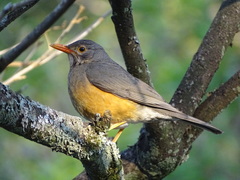 Turdus libonyana peripheris