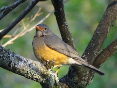 Turdus libonyana peripheris